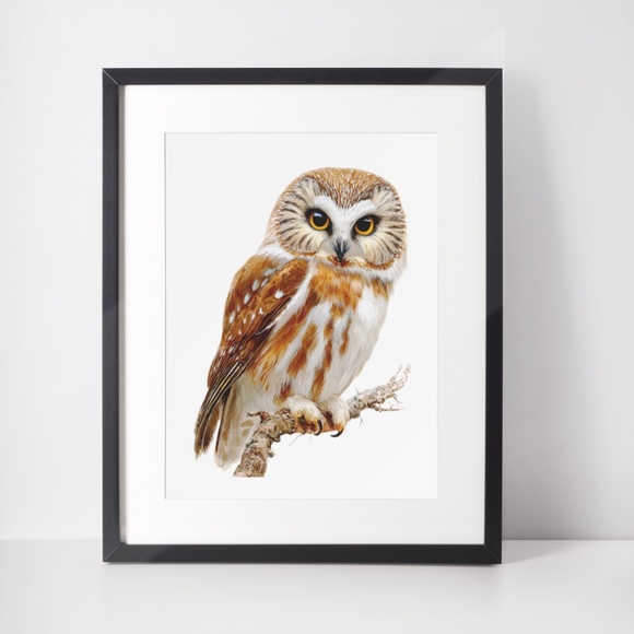 Watercolor Northern Saw-whet Owl Portrait Wall Art Print Poster, Unframed - Picture 3 of 6